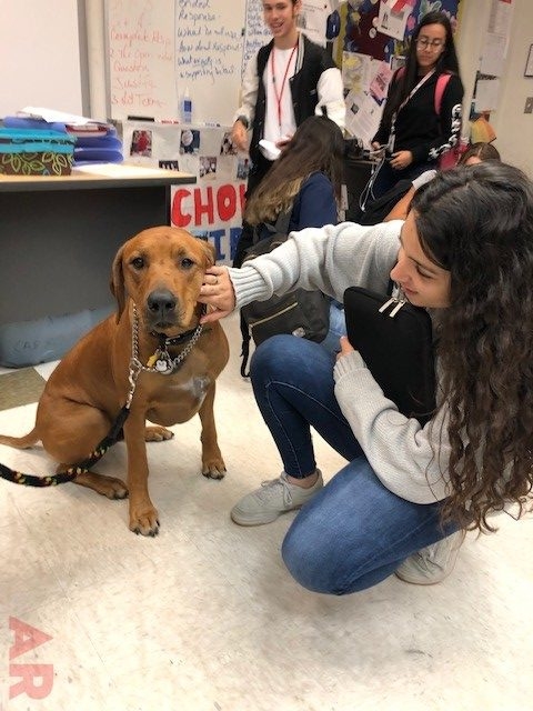 Odin visits at Senior High School MB | Ale Ramos Therapy Animals