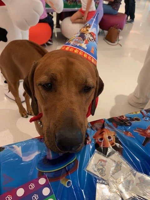 Odin’s Birthday | Ale Ramos Therapy Animals