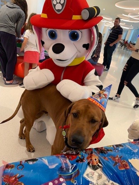 Odin’s Birthday | Ale Ramos Therapy Animals