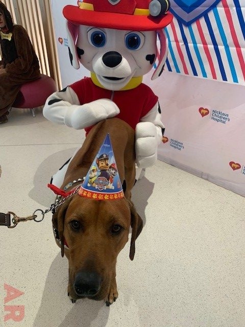 Odin’s Birthday | Ale Ramos Therapy Animals