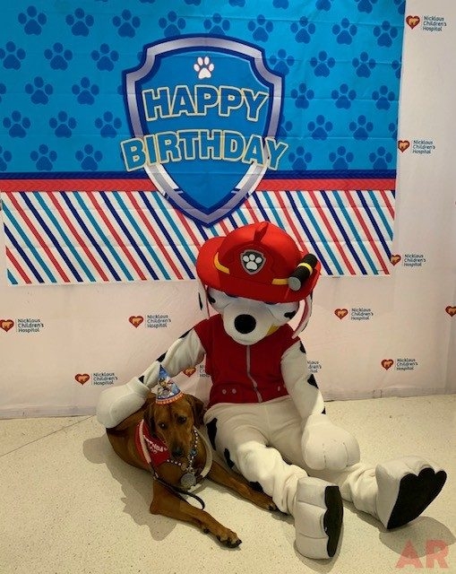 Odin’s Birthday | Ale Ramos Therapy Animals