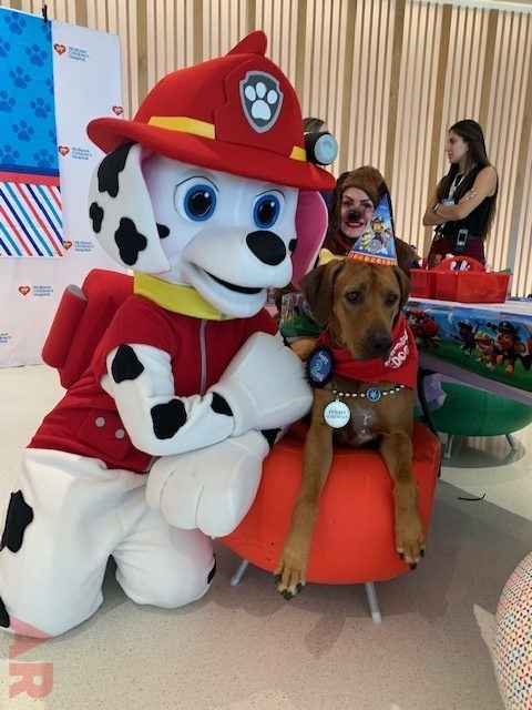 Odin’s Birthday | Ale Ramos Therapy Animals