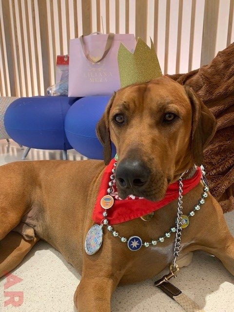 Odin’s Birthday | Ale Ramos Therapy Animals