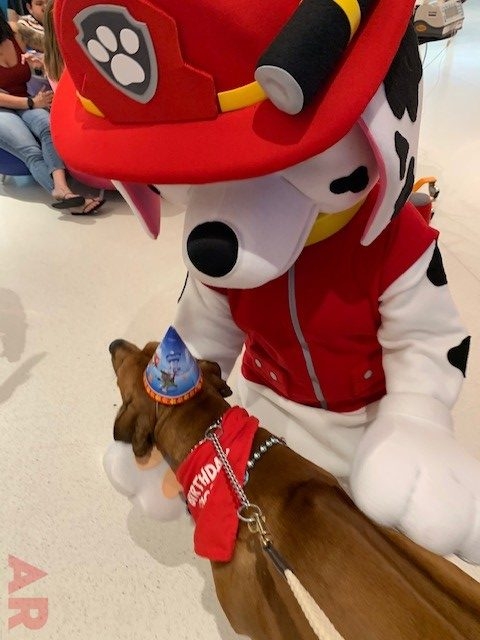Odin’s Birthday | Ale Ramos Therapy Animals