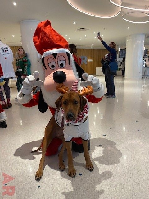 Santa Paws | Ale Ramos Therapy Animals