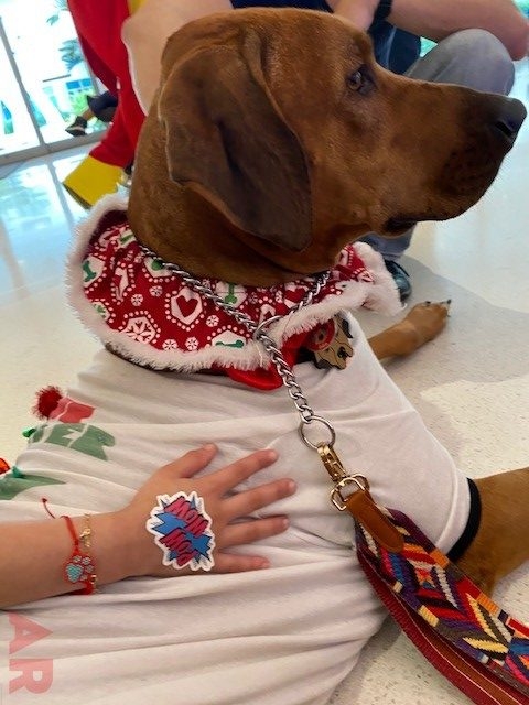 Santa Paws | Ale Ramos Therapy Animals