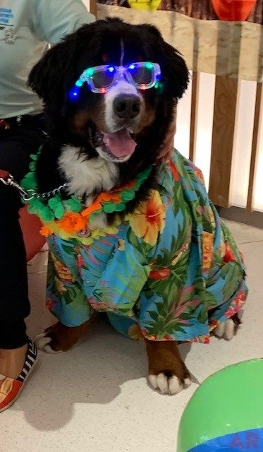 Summer Bash at Nicklaus Children’s Hospital | Ale Ramos Therapy Animals