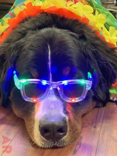 Summer Bash at Nicklaus Children’s Hospital | Ale Ramos Therapy Animals