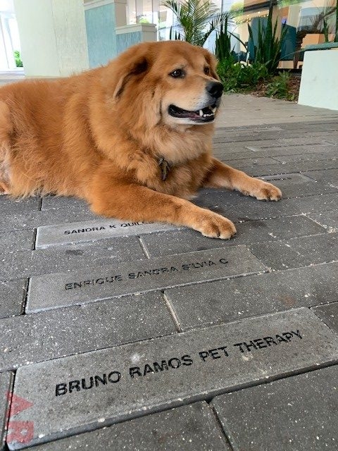 Tribute Bricks Celebration | Ale Ramos Therapy Animals