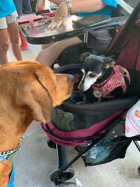 VACC Camp by Nicklaus Children’s Hospital | Ale Ramos Therapy Animals