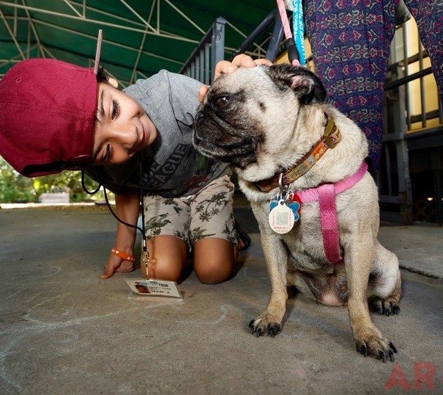 VACC Camp by Nicklaus Children’s Hospital | Ale Ramos Therapy Animals