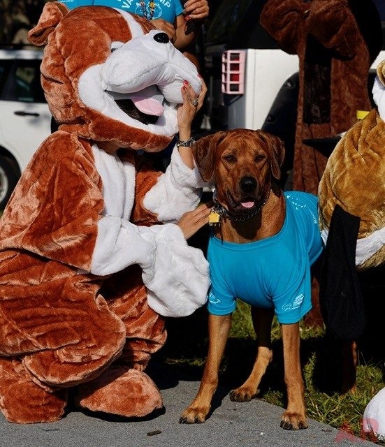 VACC Camp by Nicklaus Children’s Hospital | Ale Ramos Therapy Animals