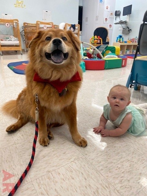 Wellness Christmas Surprise for Employees by Nicklaus Children’s Hospital | Ale Ramos Therapy Animals