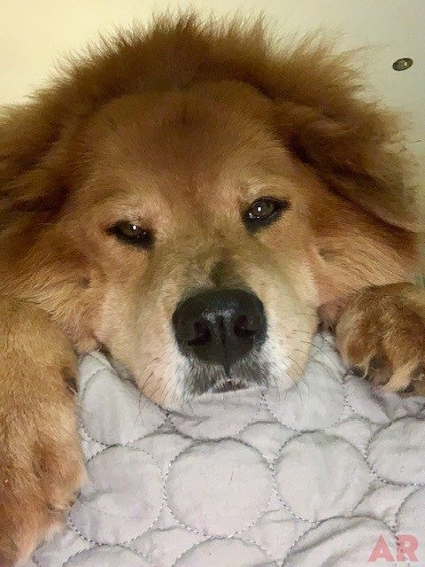Zeus Love | Ale Ramos Therapy Animals