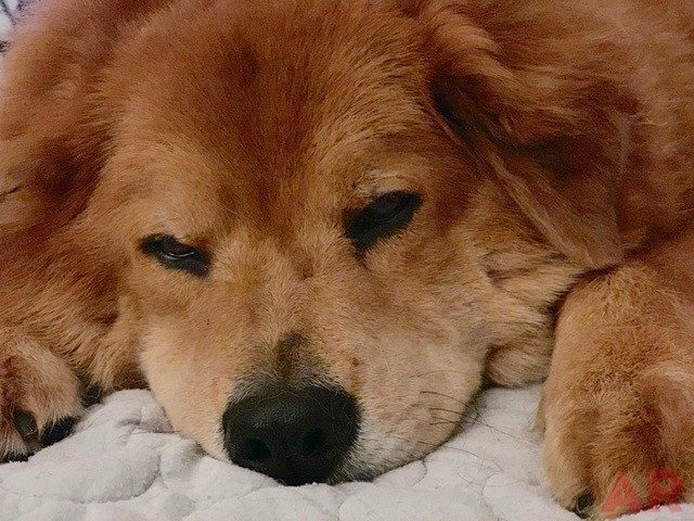 Zeus Love | Ale Ramos Therapy Animals