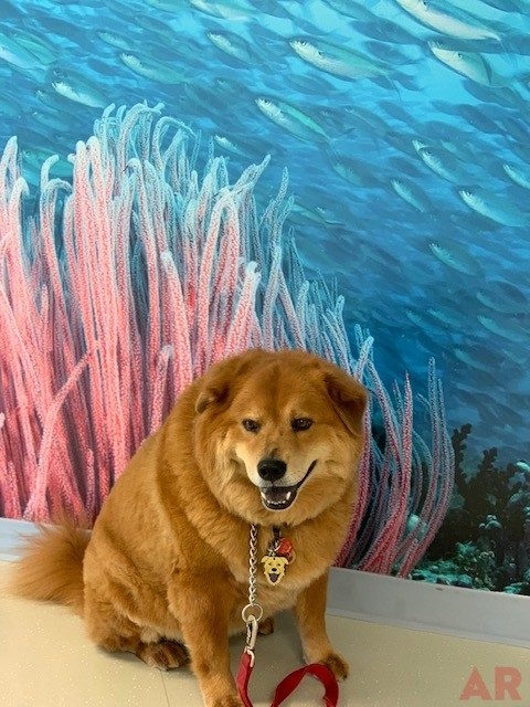 Zeus Love | Ale Ramos Therapy Animals