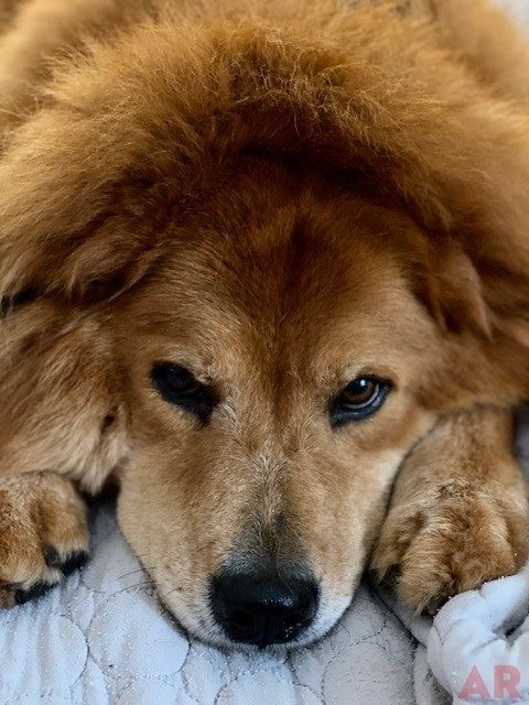 Zeus Love | Ale Ramos Therapy Animals