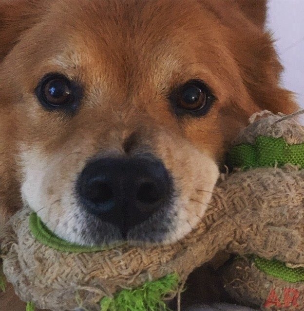 Zeus Love | Ale Ramos Therapy Animals