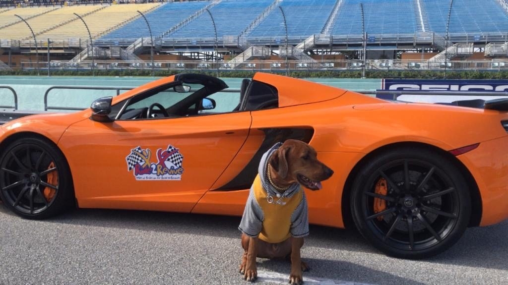 9th Annual Ridezrevive Track Event | Ale Ramos Therapy Animals