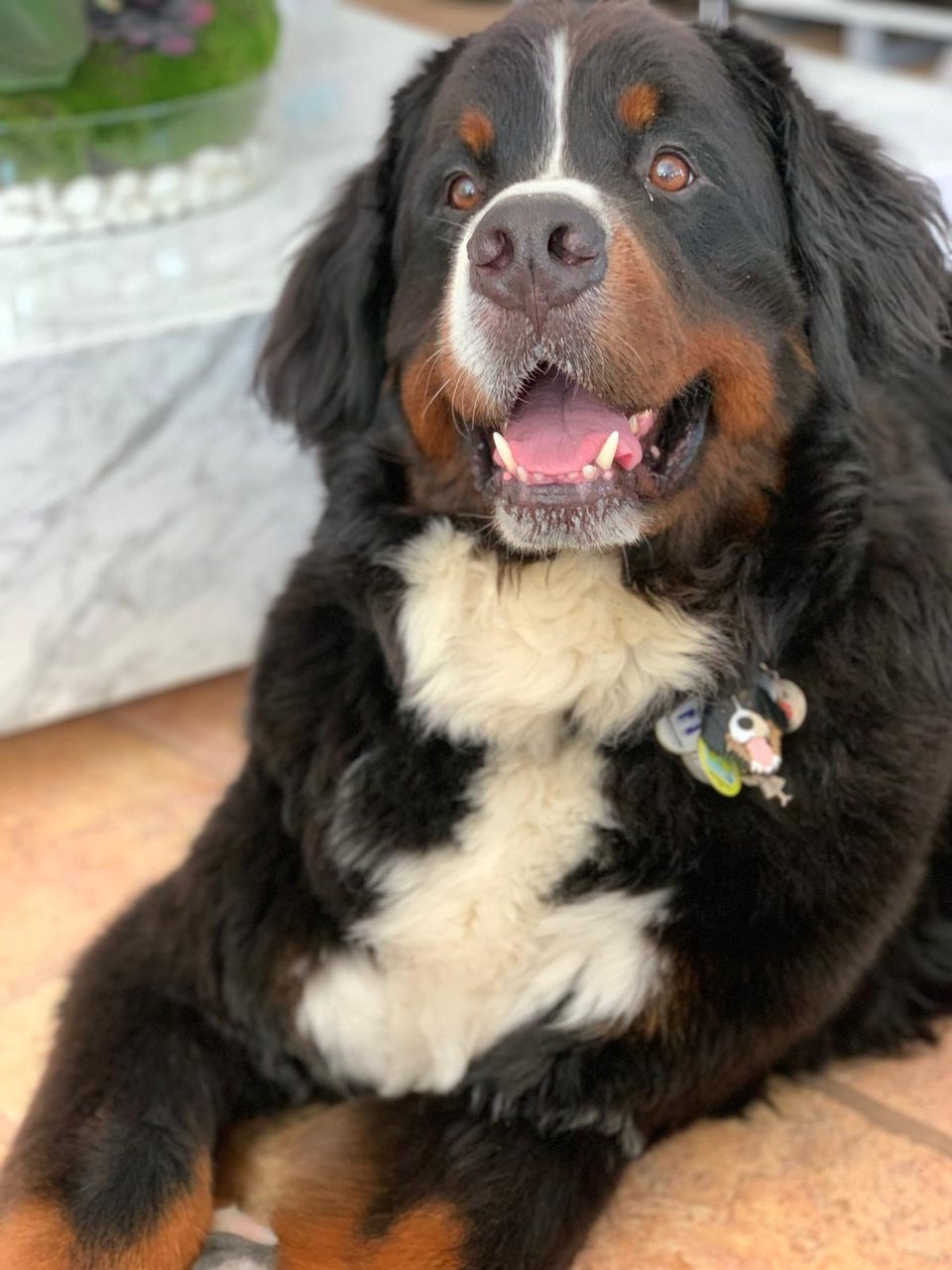 Apollo Love | Ale Ramos Therapy Animals