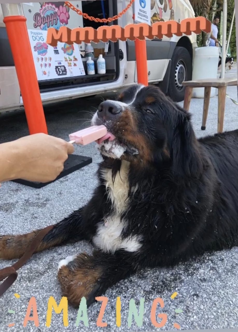 Apollo Love | Ale Ramos Therapy Animals