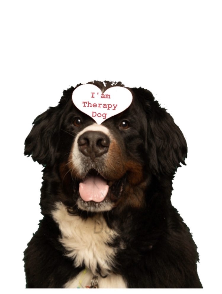 Apollo Love | Ale Ramos Therapy Animals