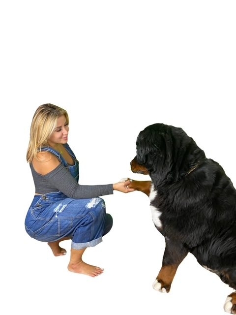 Apollo Love | Ale Ramos Therapy Animals