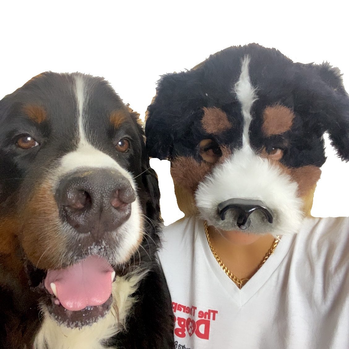 Apollo Love | Ale Ramos Therapy Animals