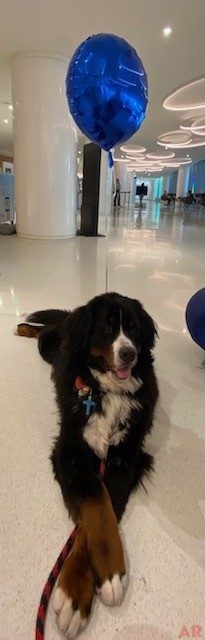 Baby Shark event at Nicklaus Children’s Hospital | Ale Ramos Therapy Animals