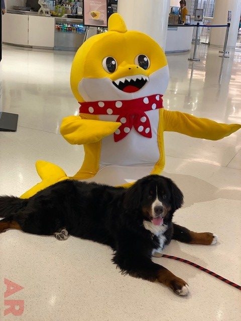 Baby Shark event at Nicklaus Children’s Hospital | Ale Ramos Therapy Animals