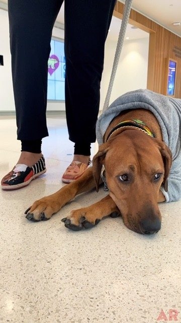 Day in the life of a Pet Therapy Dog! | Ale Ramos Therapy Animals