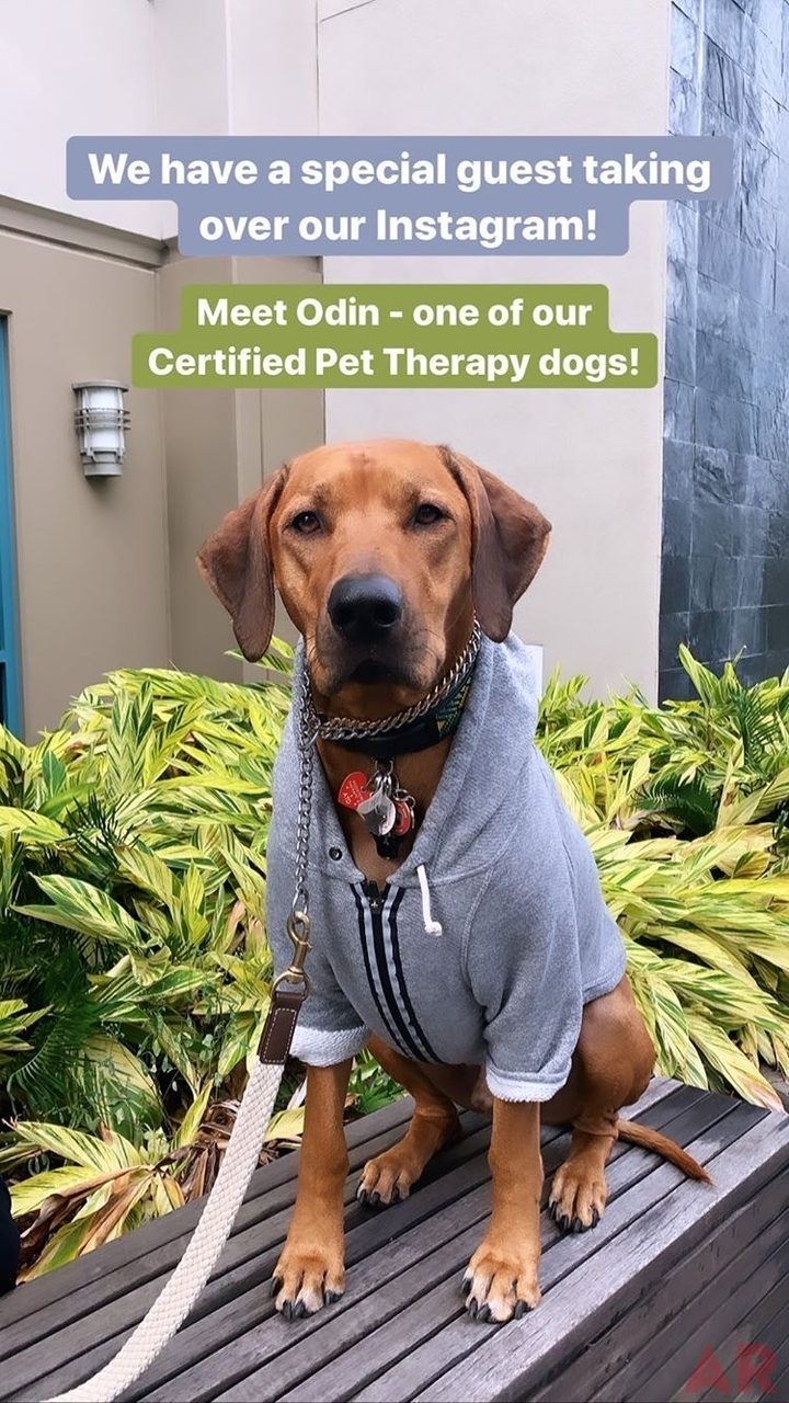 Day in the life of a Pet Therapy Dog! | Ale Ramos Therapy Animals