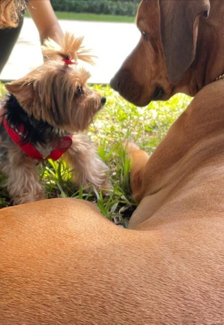 Genes Foundation event | Ale Ramos Therapy Animals