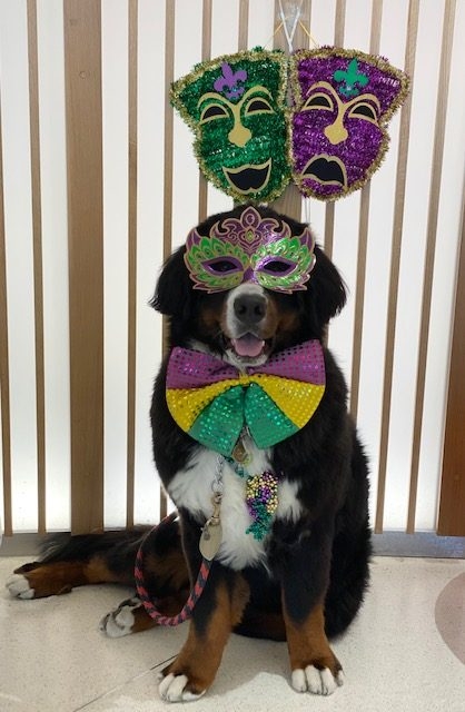 Mardigrass at Nicklaus Children’s Hospital | Ale Ramos Therapy Animals