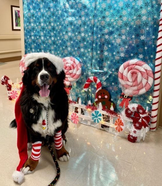 Mercy Hospital visit | Ale Ramos Therapy Animals