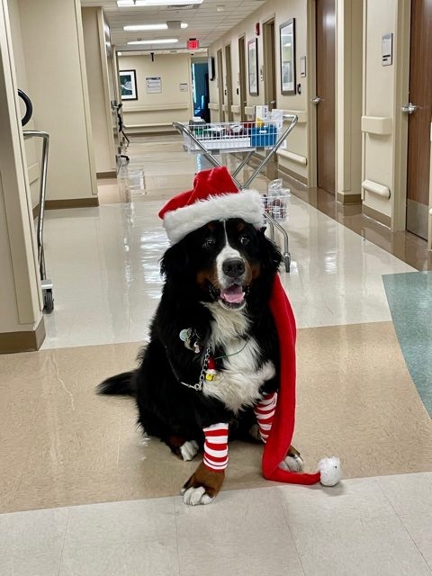 Mercy Hospital visit | Ale Ramos Therapy Animals