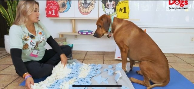 Odin Love | Ale Ramos Therapy Animals