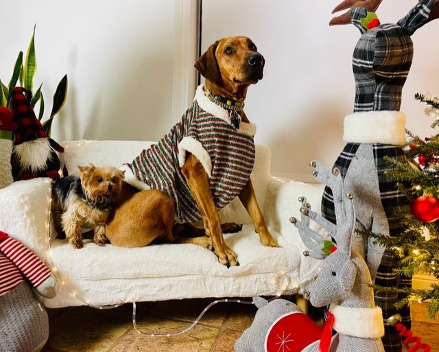 Odin Love | Ale Ramos Therapy Animals