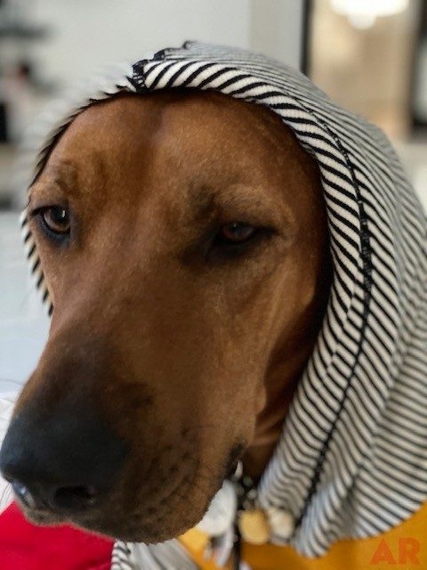 Odin Love | Ale Ramos Therapy Animals