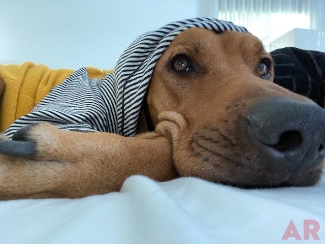 Odin Love | Ale Ramos Therapy Animals