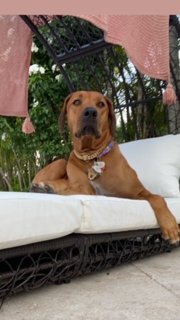 Odin Love | Ale Ramos Therapy Animals