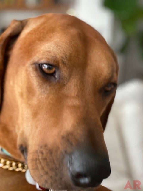 Odin Love | Ale Ramos Therapy Animals