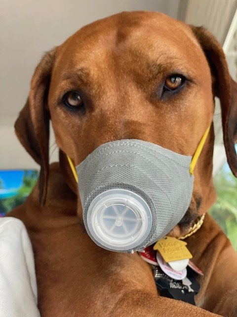 Odin Love | Ale Ramos Therapy Animals