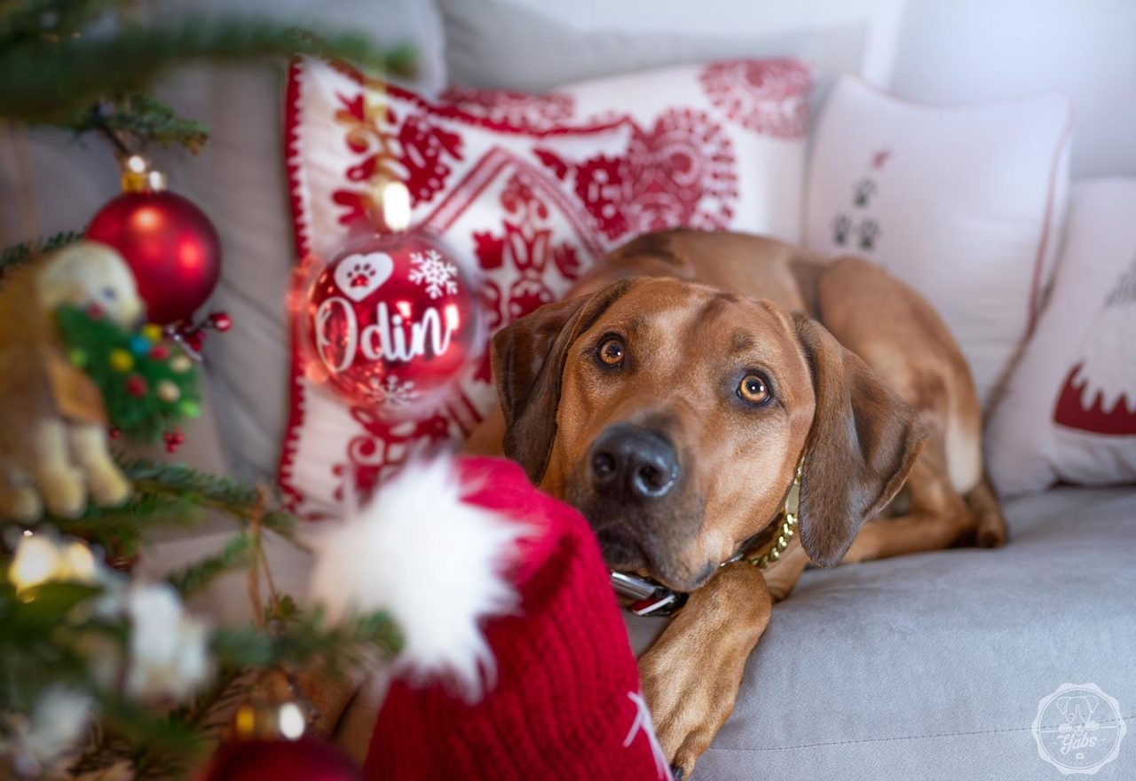 Odin Love | Ale Ramos Therapy Animals