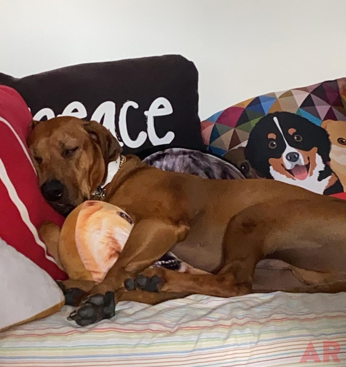 Odin Love | Ale Ramos Therapy Animals