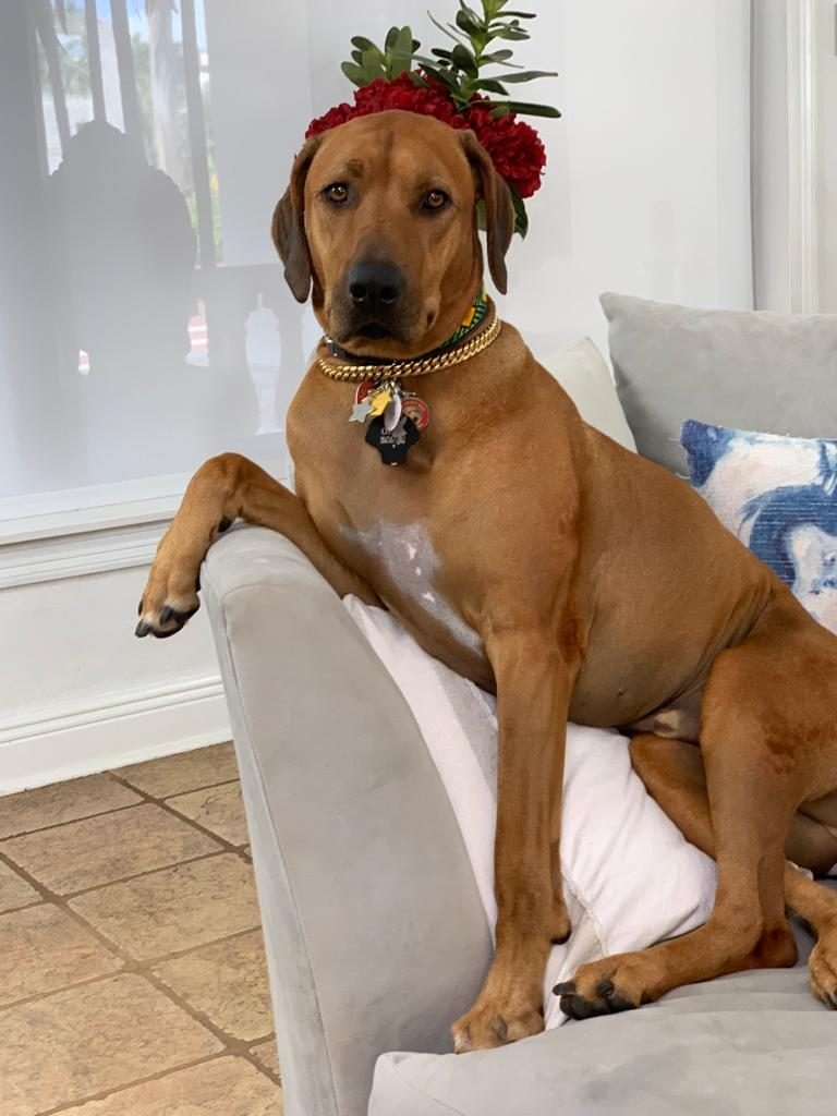 Odin Love | Ale Ramos Therapy Animals