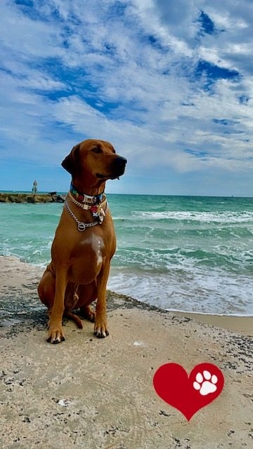 Odin Love | Ale Ramos Therapy Animals
