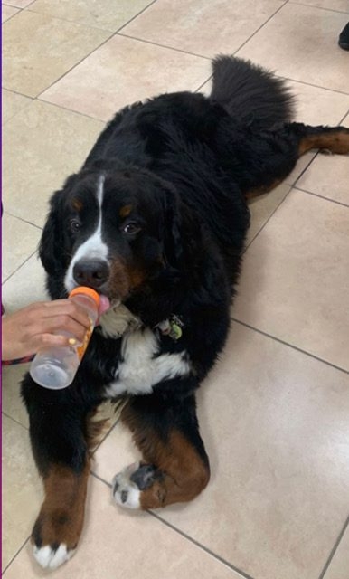 Pedikidz visit | Ale Ramos Therapy Animals