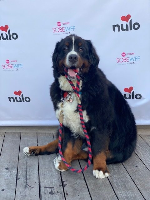 Sobewff - Chef Ted Allen - Nulo | Ale Ramos Therapy Animals