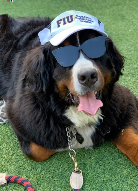 Sobewff - Chef Ted Allen - Nulo | Ale Ramos Therapy Animals